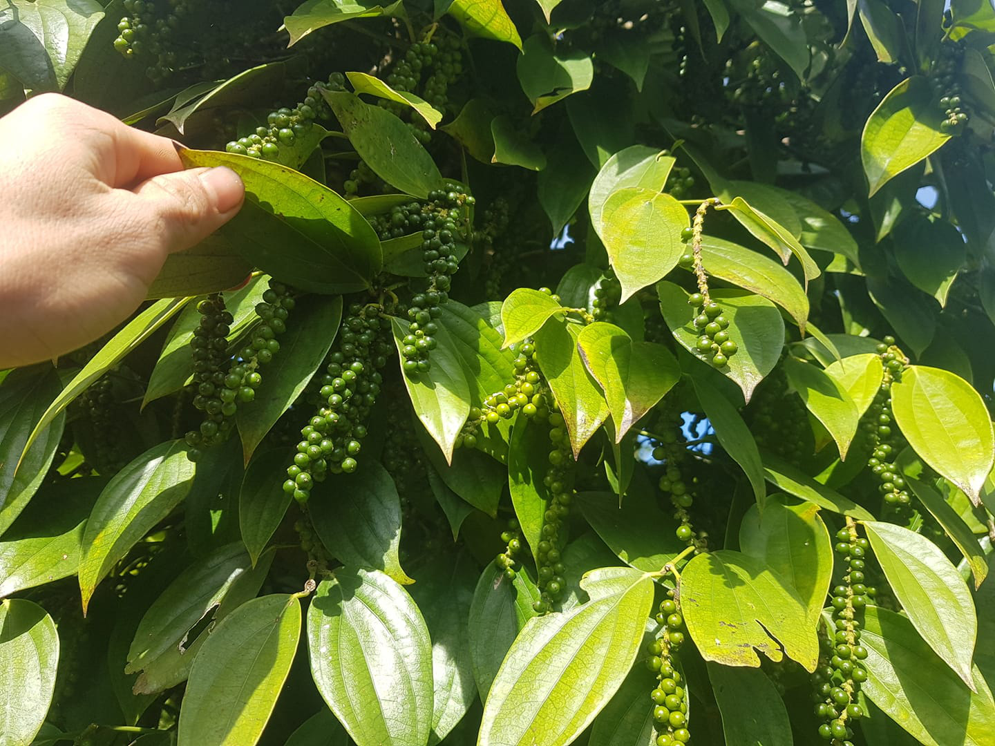 Giá tiêu hôm nay 13-3: Lập kỷ lục cao nhất 2 năm qua, người trồng tiêu lãi bao nhiêu 1kg?