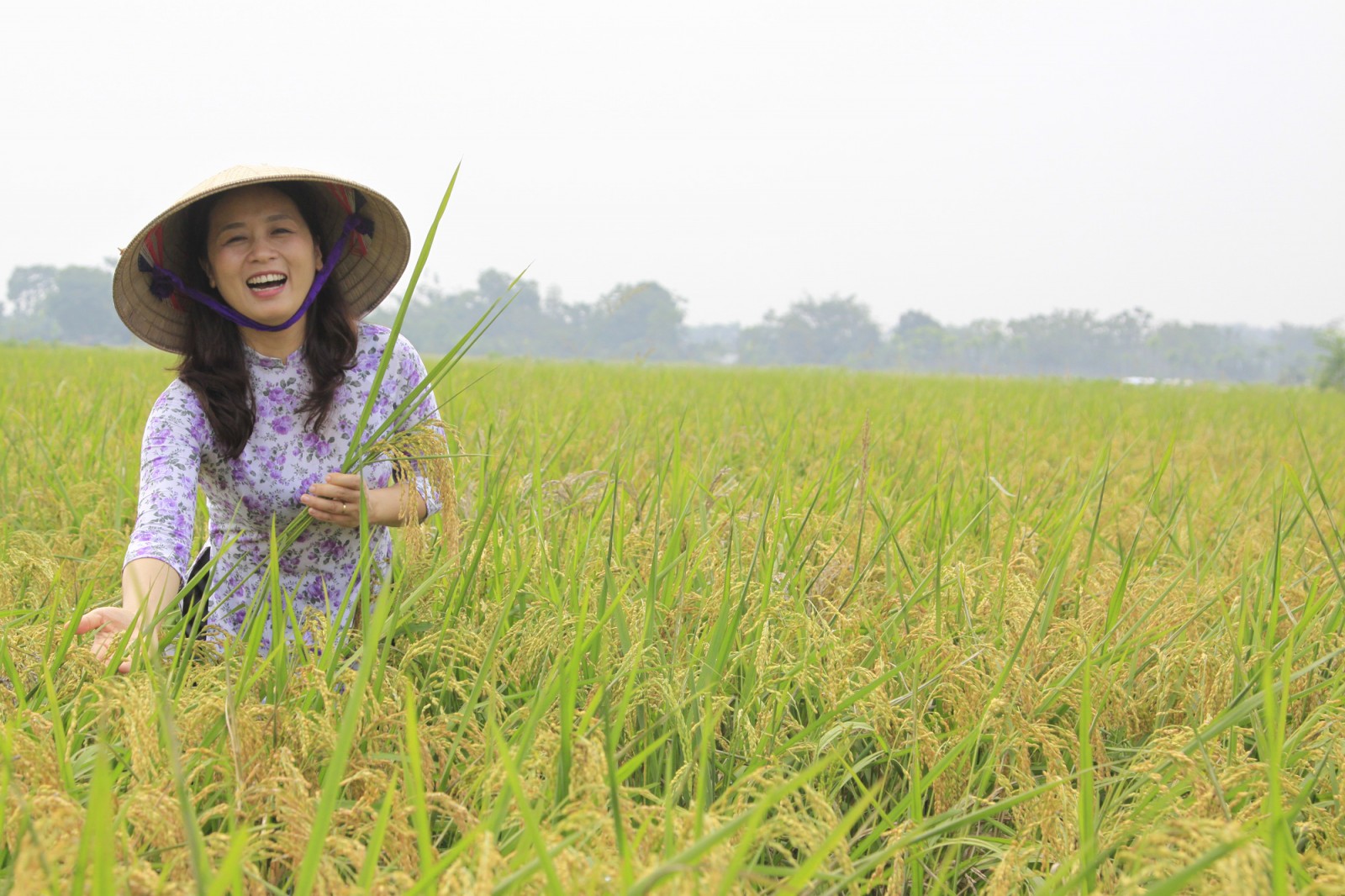 Giá gạo xuất khẩu cao nhất trong 9 năm, nông dân lãi chưa từng có