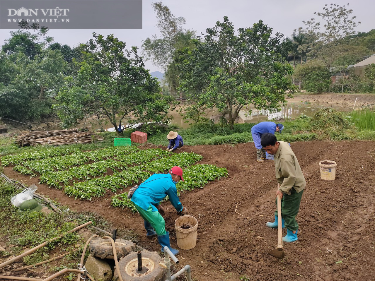 Trồng rau hữu cơ 5 “không”, một trang trại thu 4 tỷ đồng/tháng
