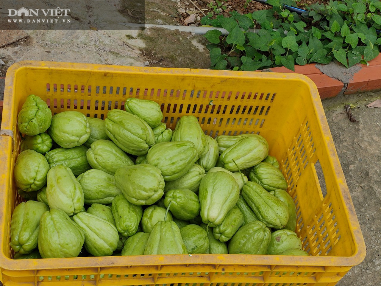 Trồng rau hữu cơ 5 “không”, một trang trại thu 4 tỷ đồng/tháng