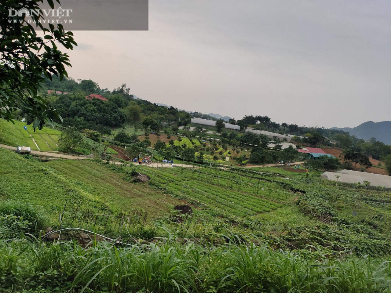 Trồng rau hữu cơ 5 “không”, một trang trại thu 4 tỷ đồng/tháng