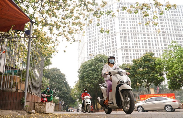 Choáng ngợp cây bún 300 tuổi "báu vật độc nhất vô nhị" ở Hà Nội