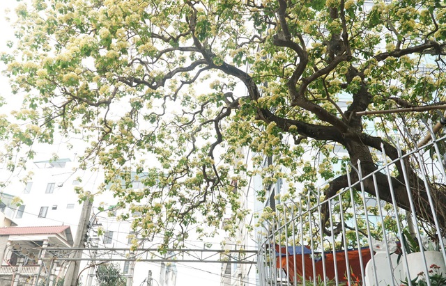 Choáng ngợp cây bún 300 tuổi "báu vật độc nhất vô nhị" ở Hà Nội