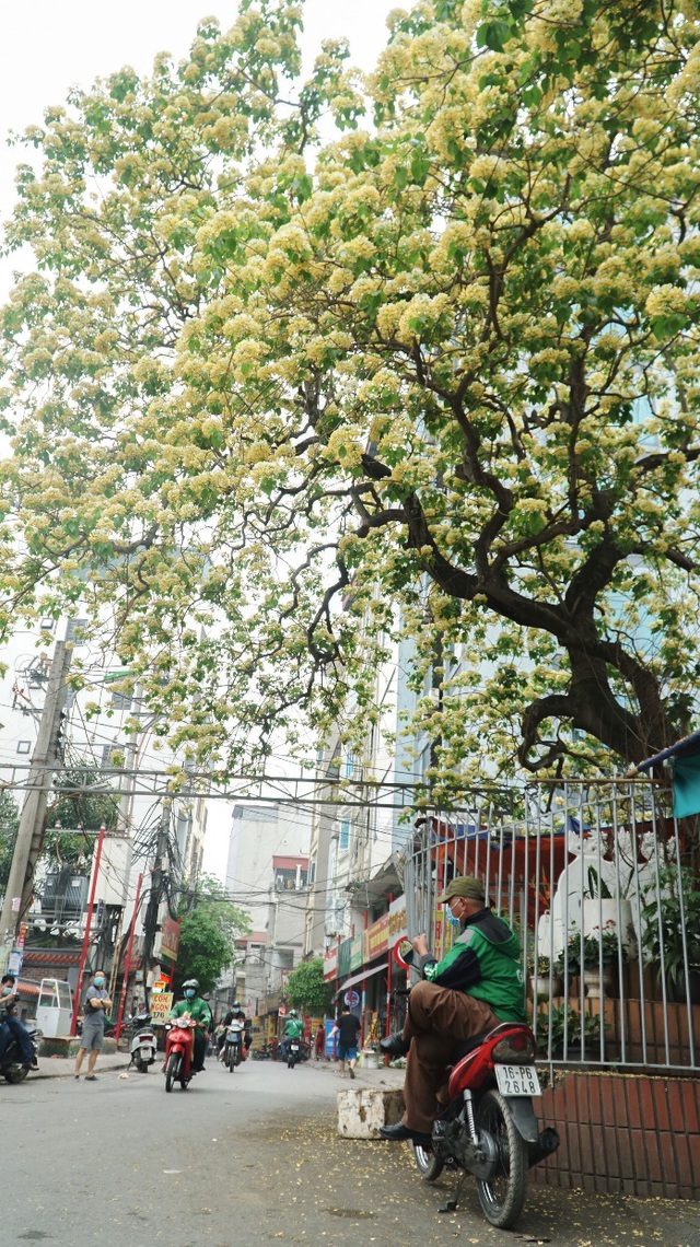 Choáng ngợp cây bún 300 tuổi "báu vật độc nhất vô nhị" ở Hà Nội