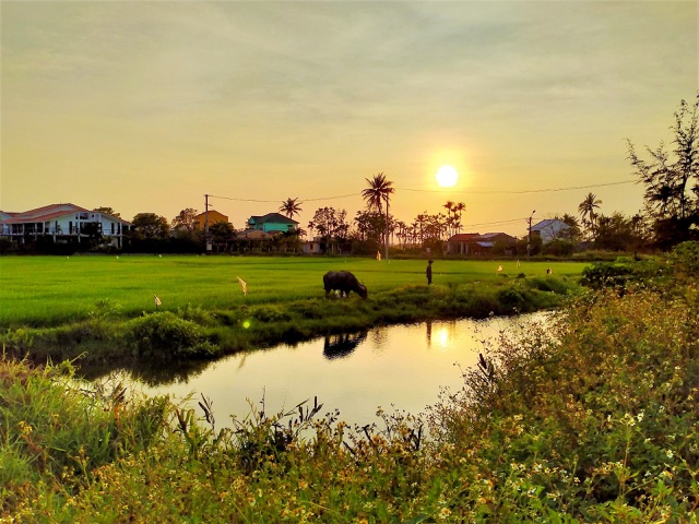 Khách Tây thích thú trải nghiệm "cưỡi trâu", làm nông dân ở Hội An