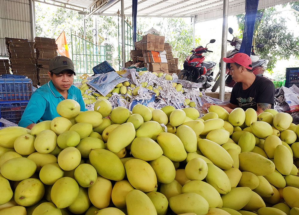 Bình Phước Xuân đạt chuẩn xã nông thôn mới nâng cao