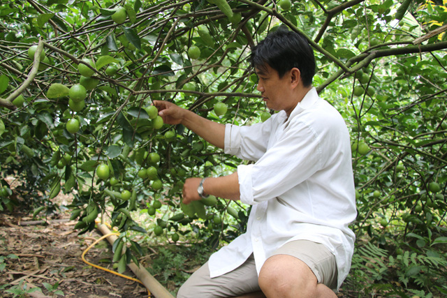 Chanh không hạt đột ngột tăng giá gấp đôi, nông dân hối hả hái bán, thương lái hối hả mua