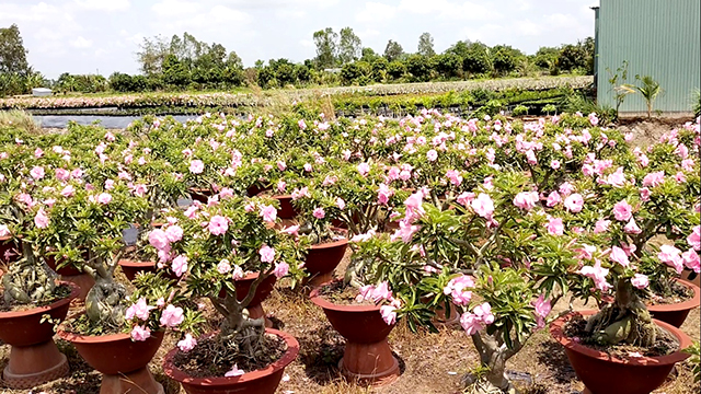 Đẹp mắt với vườn sứ hồng trổ kín hoa