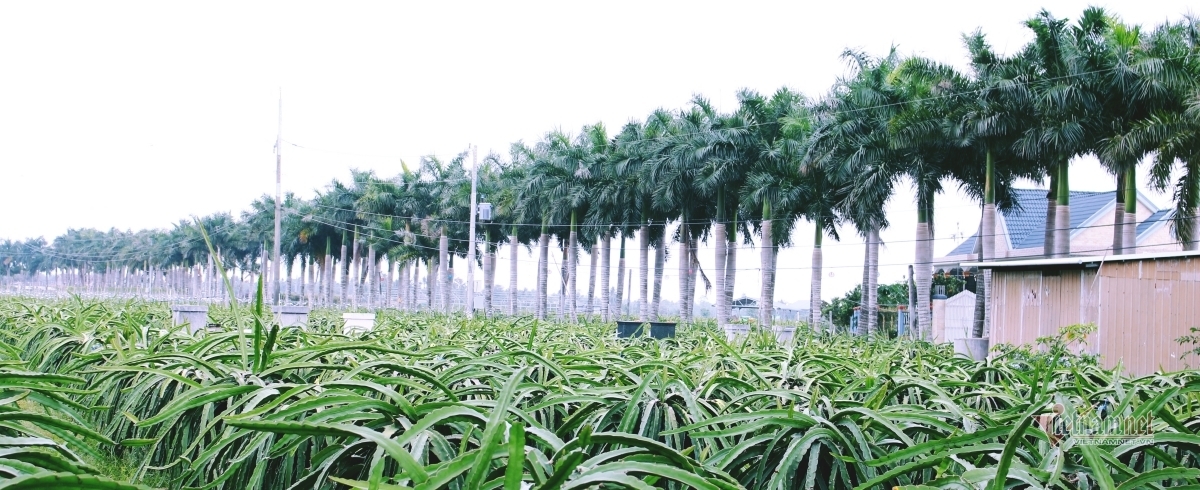 ‘Con đường hạnh phúc’ đẹp mê mẩn, có một không hai ở miền Tây