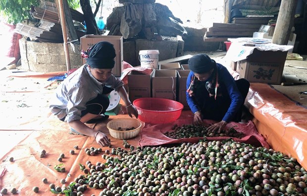 Sơn La: Giá mận tam hoa đầu mùa ổn định, người trồng phấn khởi