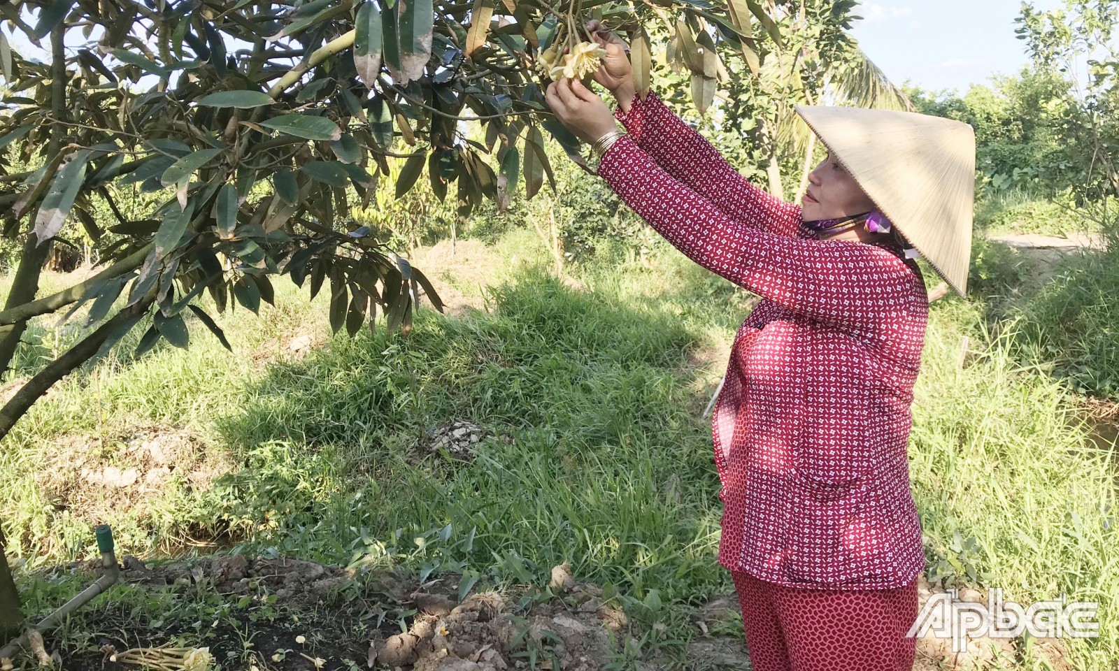 Tiền Giang: Các đập ngăn mặn, trữ ngọt phát huy hiệu quả