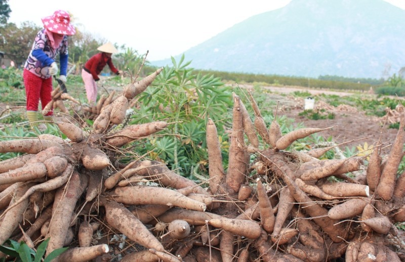 Thị trường xuất khẩu sắn sôi động trong những tháng đầu năm