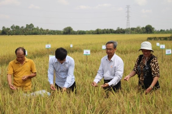 4 giống lúa triển vọng được nông dân chọn