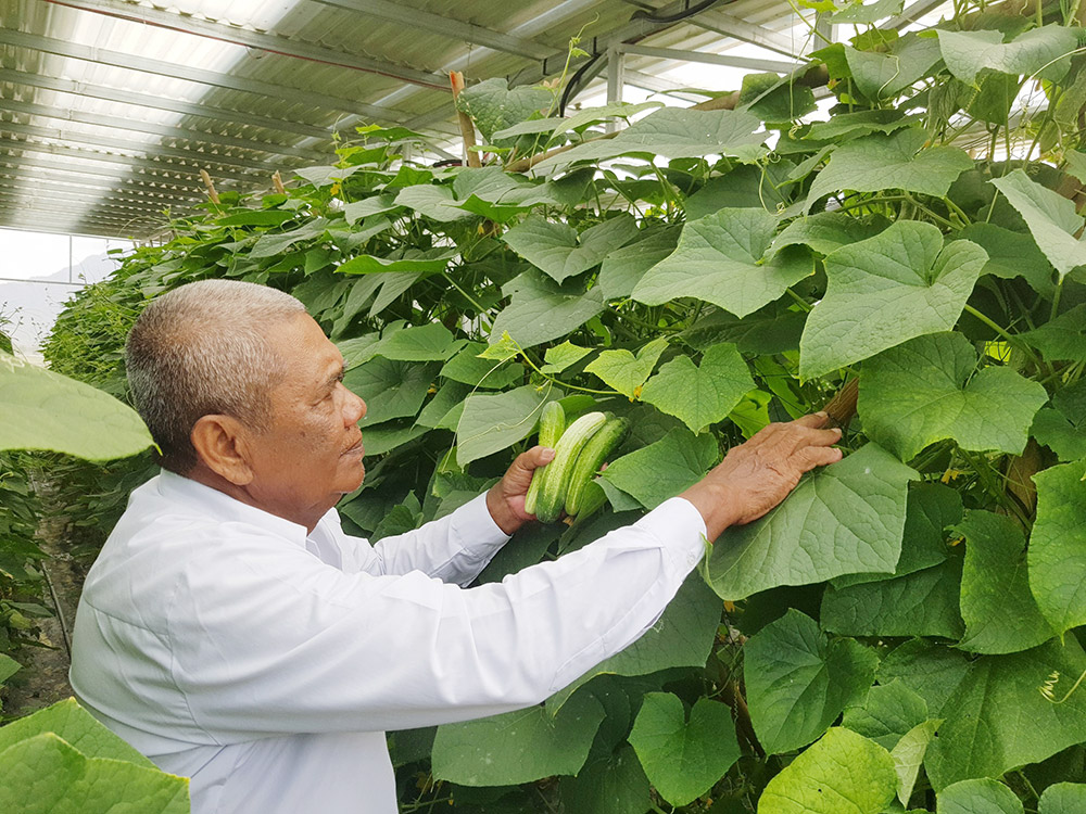Khánh thành hệ thống điện mặt trời kết hợp sản xuất nông nghiệp