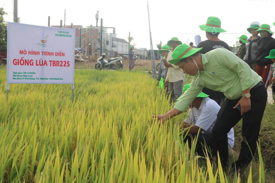 Khánh Hòa: Giống lúa TBR225 gạo ngon, cơm mềm - năng suất ra sao mà nông dân mê mẩn?
