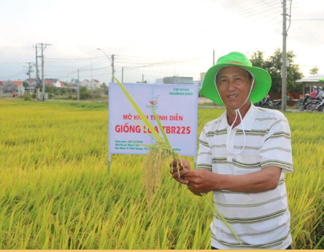 Khánh Hòa: Giống lúa TBR225 gạo ngon, cơm mềm - năng suất ra sao mà nông dân mê mẩn?