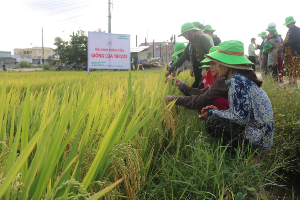 Khánh Hòa: Giống lúa TBR225 gạo ngon, cơm mềm - năng suất ra sao mà nông dân mê mẩn?