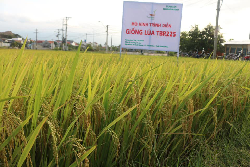 Khánh Hòa: Giống lúa TBR225 gạo ngon, cơm mềm - năng suất ra sao mà nông dân mê mẩn?