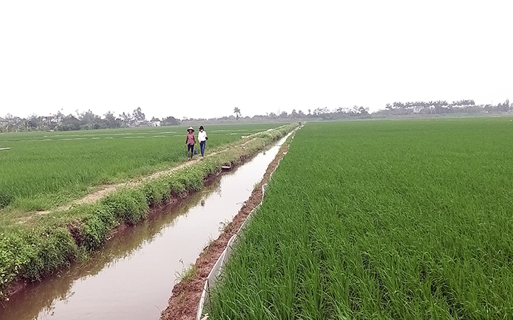 Phát triển hợp tác xã năng động, hiệu quả