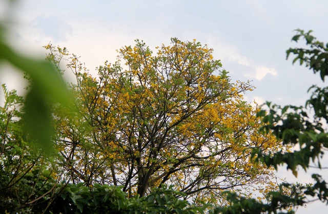 Hoa lim xẹt nở vàng rực "níu" chân du khách trên bán đảo Sơn Trà