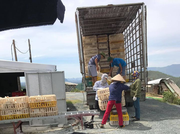 Giá gà thả vườn tăng dần, nhiều trại bán được trên 80.000 đồng/kg