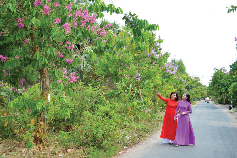 Thương hoài sắc tím bằng lăng!