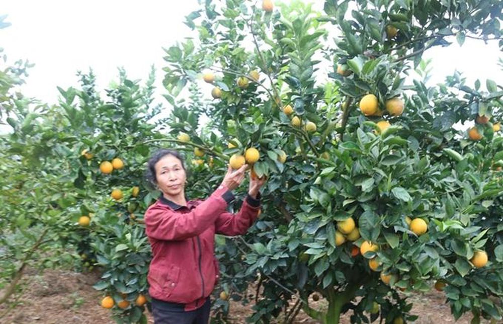 Cần đồng hành với người nông dân thực chất