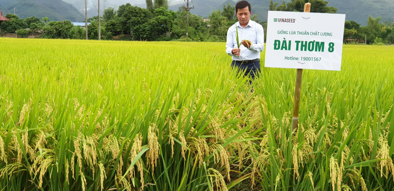 Giống lúa Đài Thơm 8 có gì đặc biệt mà đạt giải Nhì Giải thưởng VIFOTEC 2020?