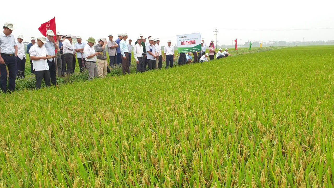 Giống lúa Đài Thơm 8 có gì đặc biệt mà đạt giải Nhì Giải thưởng VIFOTEC 2020?