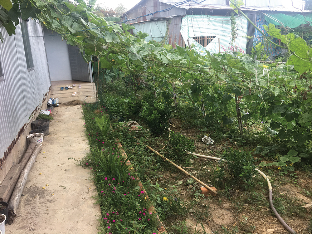 Trồng rau tại nhà, cải thiện bữa ăn gia đình