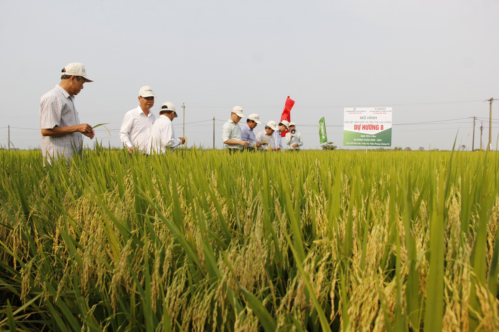 "Mắt thấy tai nghe" giống lúa cho năng suất cao chưa từng có ở Quảng Trị, bông lúa dài gấp đôi bàn tay