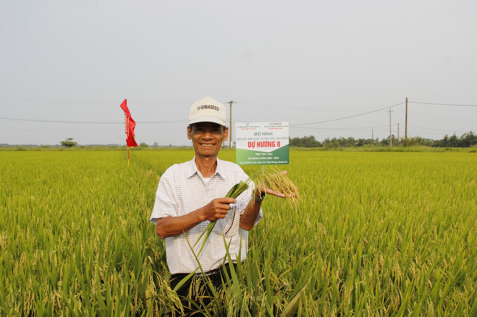 "Mắt thấy tai nghe" giống lúa cho năng suất cao chưa từng có ở Quảng Trị, bông lúa dài gấp đôi bàn tay