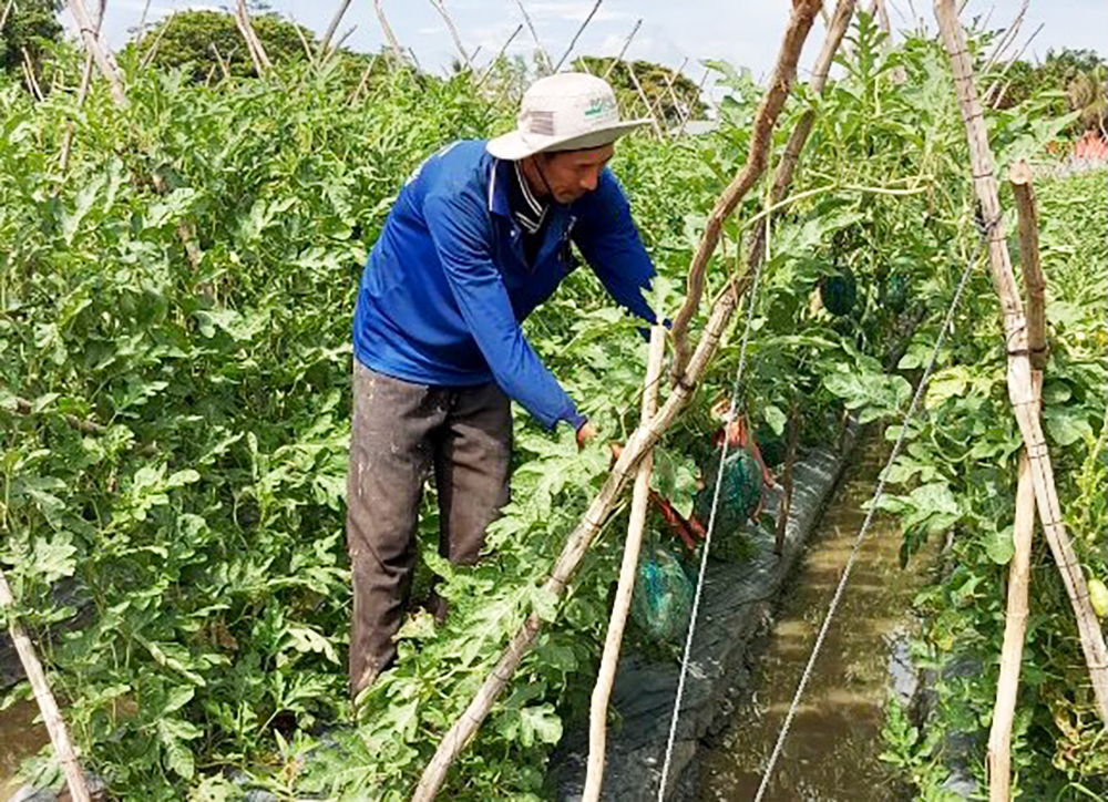 Hiệu quả mô hình trồng dưa hấu trong nhà lưới