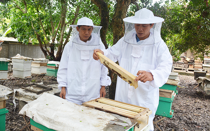 Nhân rộng các mô hình phát triển sản xuất dưới tán rừng