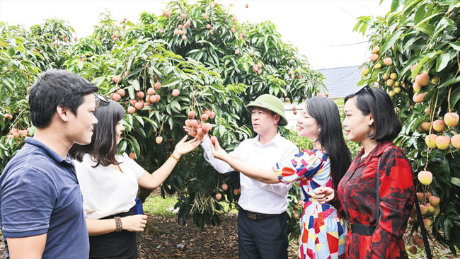 “Thủ phủ” vải thiều Lục Ngạn sẵn sàng đón thương nhân