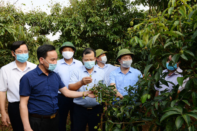 “Thủ phủ” vải thiều Lục Ngạn sẵn sàng đón thương nhân