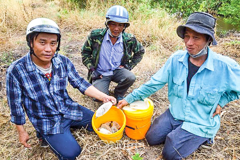 Săn mật ong ruồi