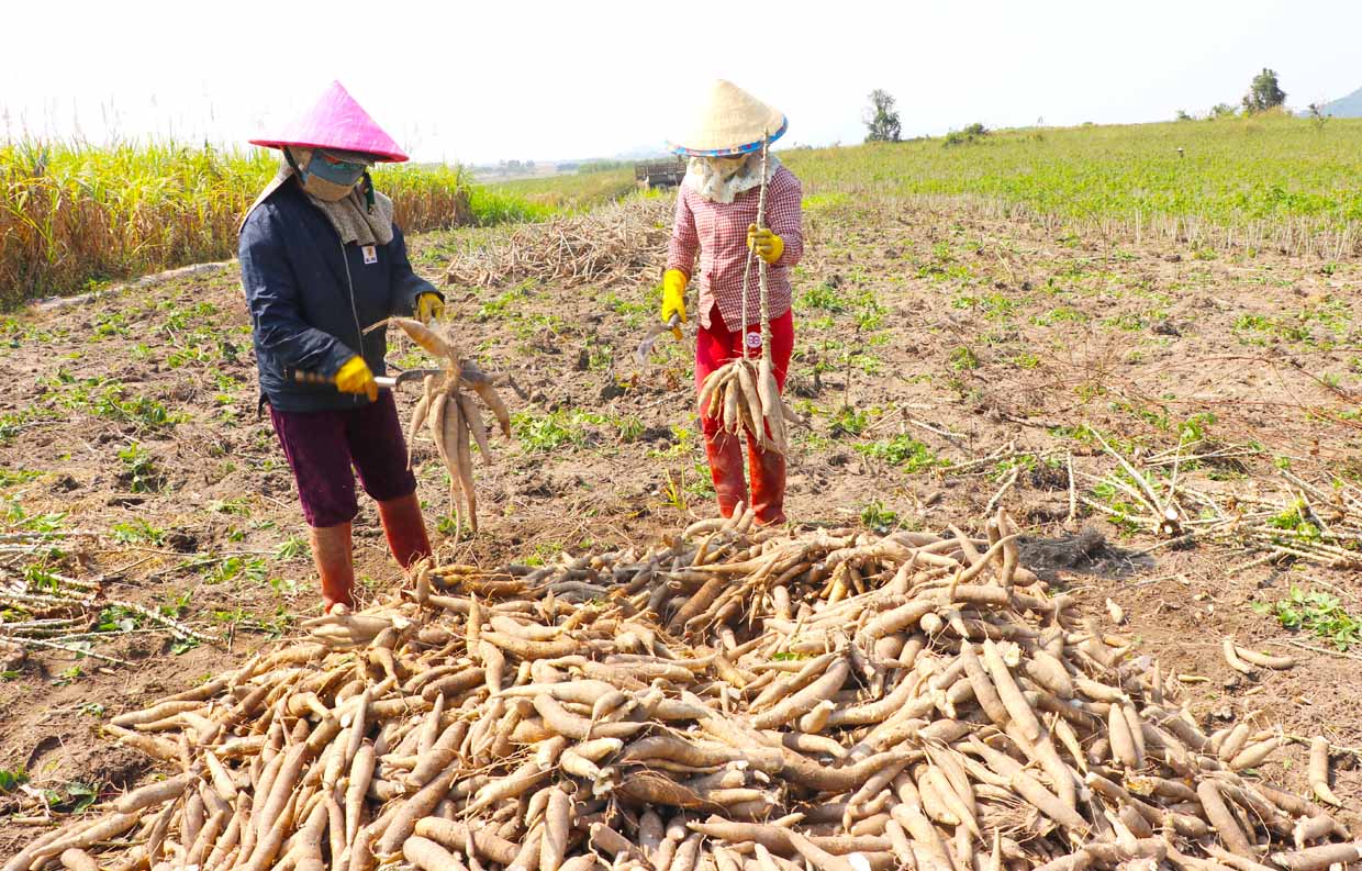 Loại nông sản bình dân bất ngờ bán cả triệu tấn, thu 443 triệu USD do Trung Quốc có bao nhiêu cũng mua bằng sạch