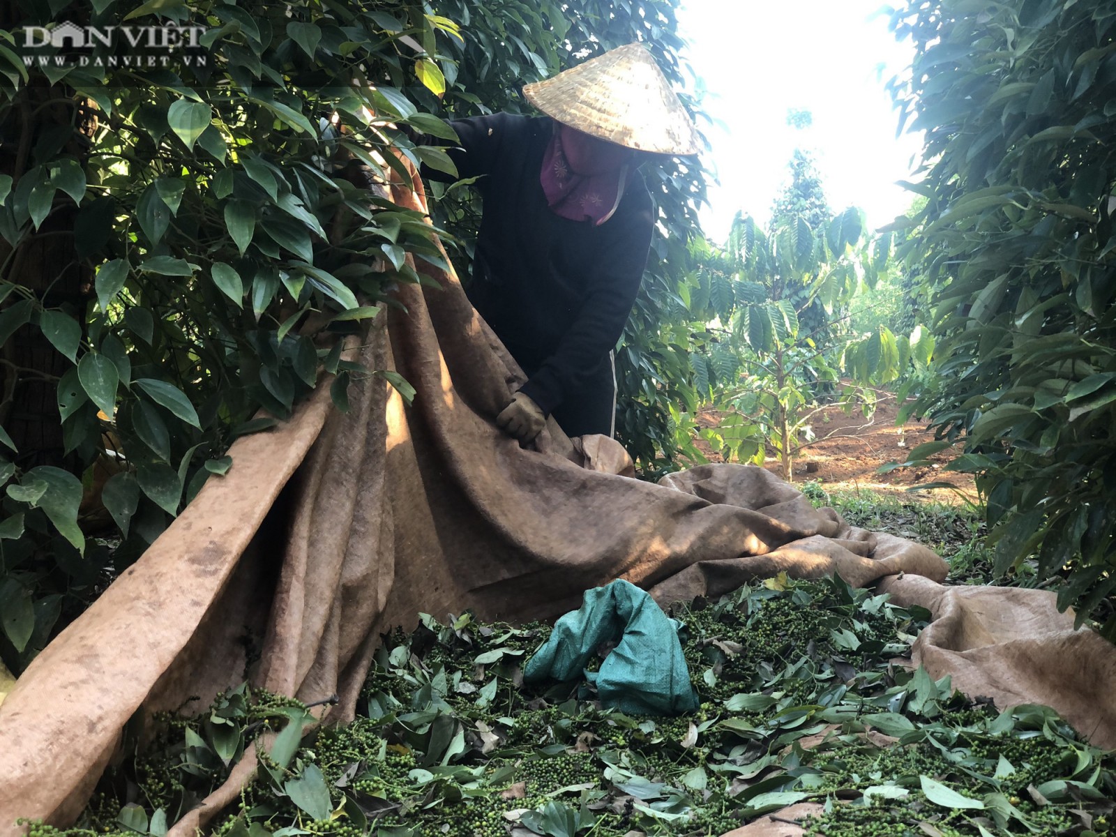 Giá tiêu xuất khẩu tăng mạnh, vì sao trong nước ngày càng giảm, dự báo "sốc" về giá tiêu sắp tới