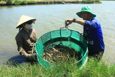 Qua Hòa Minh gạn tôm, bắt cua, "say mồi" cá ngát