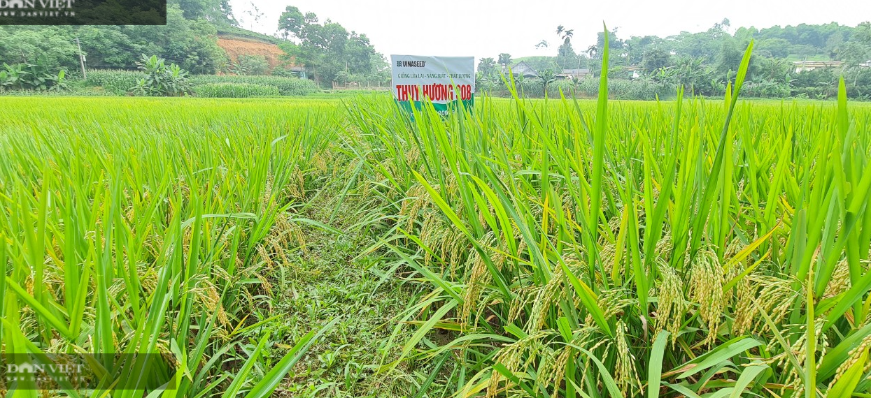Giống lúa gì mà vừa cấy vụ đầu, lúa đẹp như tranh, nông dân đất Tổ "mê tít"?