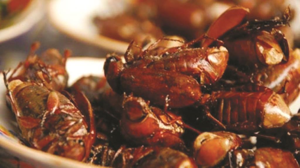 Thưởng thức bọ rầy Bảy Núi
