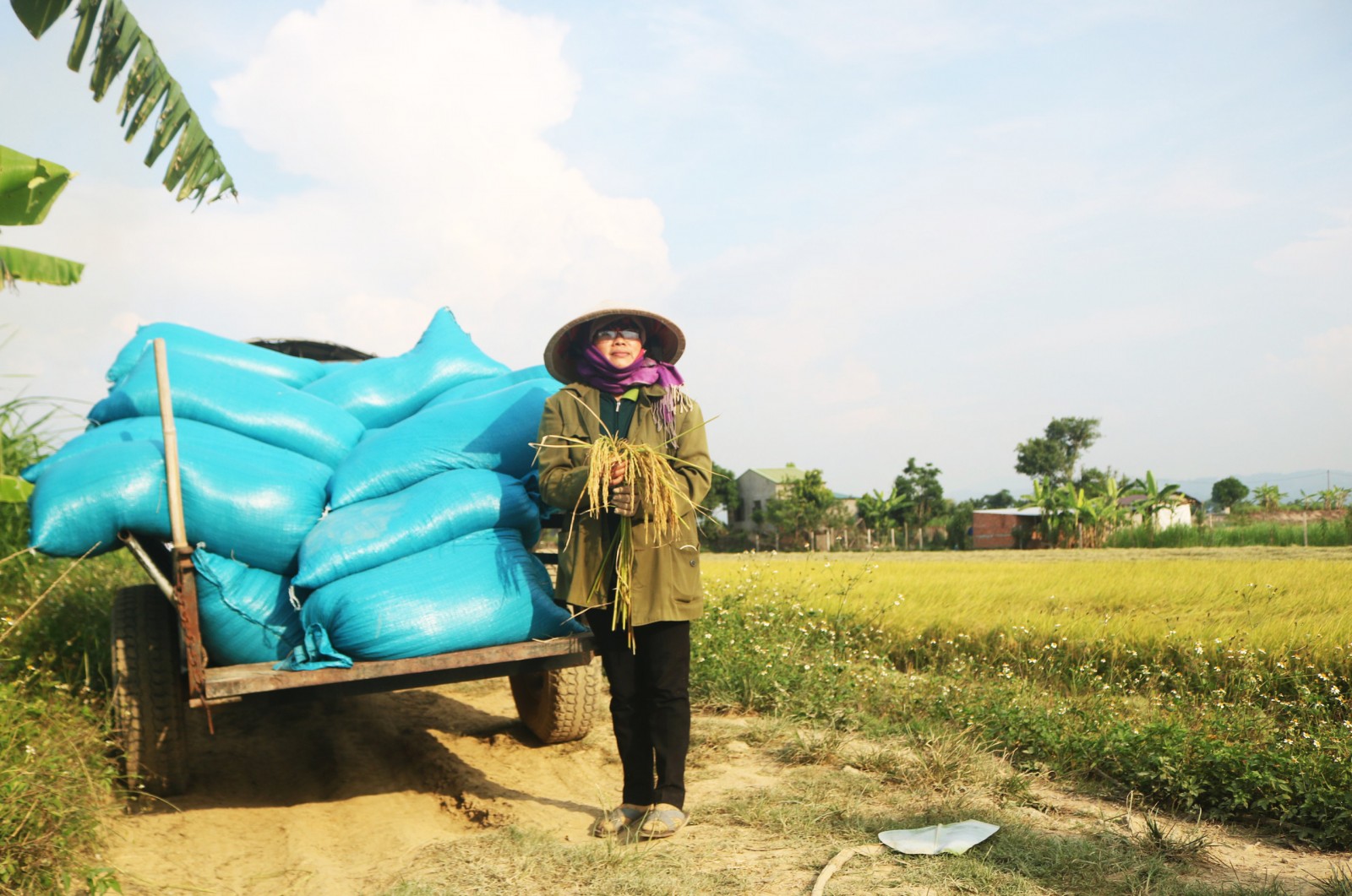 Mùa vàng trên cánh đồng năng suất cao nhất Tây Nguyên, thu nhập khó tin: 60 tỷ đồng mỗi vụ