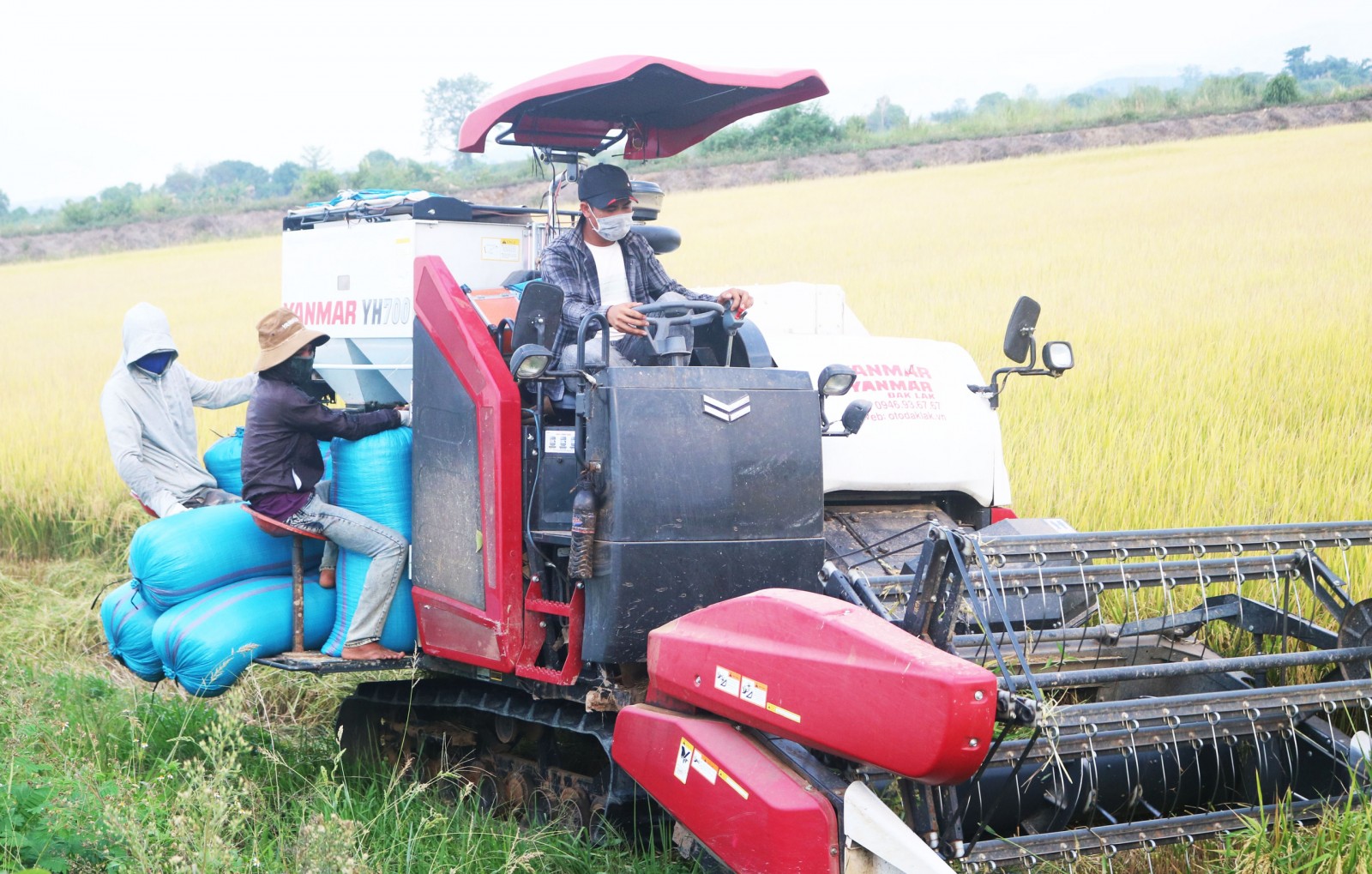 Mùa vàng trên cánh đồng năng suất cao nhất Tây Nguyên, thu nhập khó tin: 60 tỷ đồng mỗi vụ