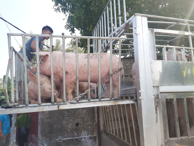 Nhập khẩu một loại thực phẩm từ Nga tăng đột biến 1.116%, giá heo hơi rơi vài giá