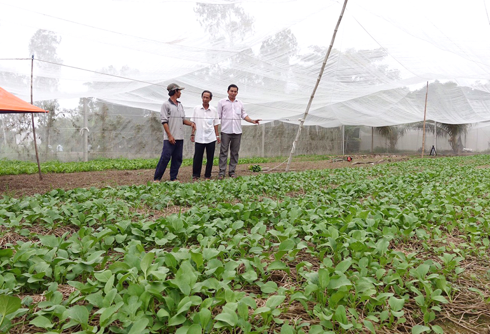 Mô hình trồng rau thủy canh Kệ Đứng  Giá trọn gói 3900000Đ  Thủy canh  nông thị