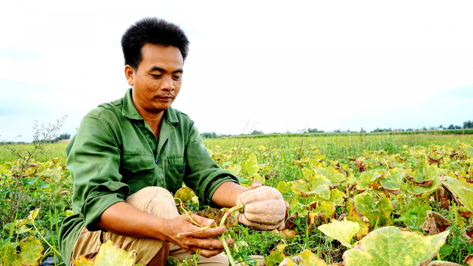 Đồng Nai: Trồng thứ quả mệnh danh là “nhà vô địch dinh dưỡng”, nông dân chỉ lấy hạt đem bán mà kiếm bộn tiền