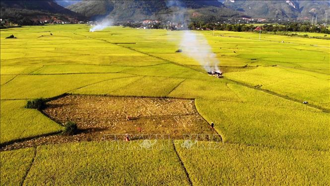 Nhiều lợi ích từ sản xuất lúa hữu cơ trên cánh đồng Mường Tấc
