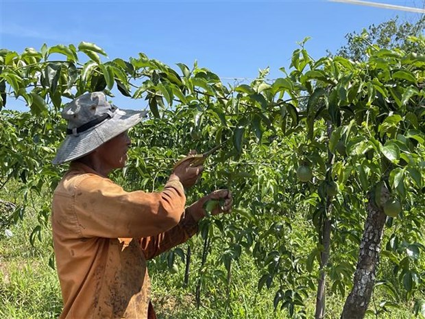Quảng Trị: Vùng đất nóng trồng chanh leo để làm gì mà bán loại nhất giá 35.000-38.000 đồng/kg?