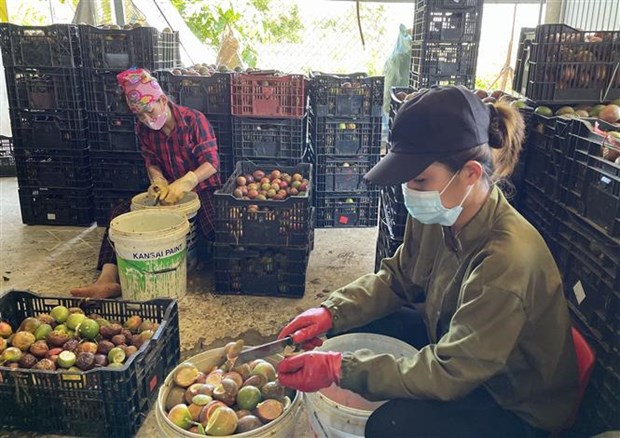 Quảng Trị: Vùng đất nóng trồng chanh leo để làm gì mà bán loại nhất giá 35.000-38.000 đồng/kg?